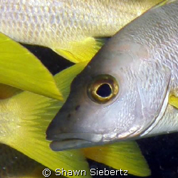 Mutton Snapper (Grunt) by Shawn Siebertz 
